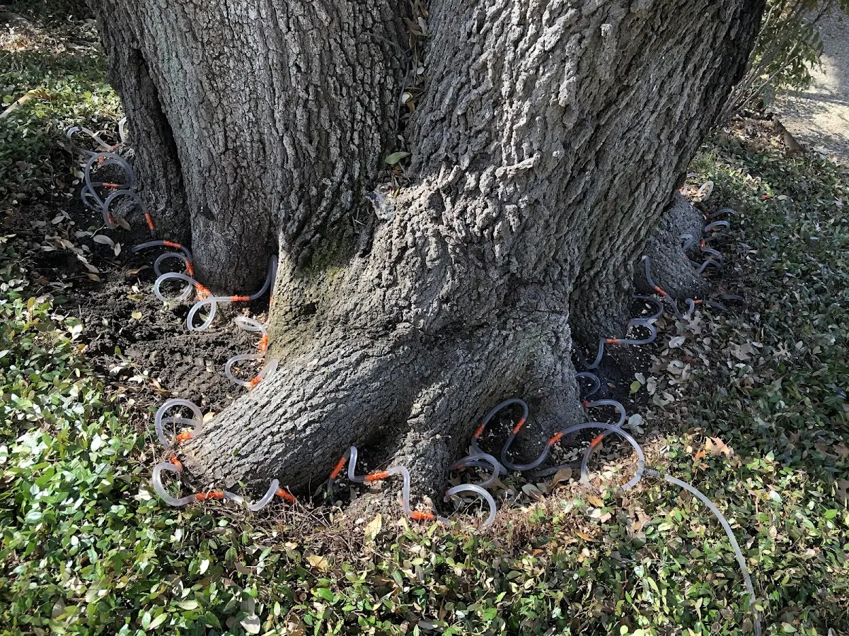 Detailed Tree Cabling and Bracing job site in Shady Point